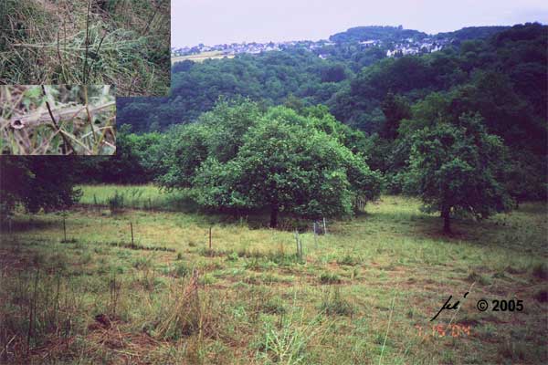 Beweidungsspuren Anfang Juli 2004