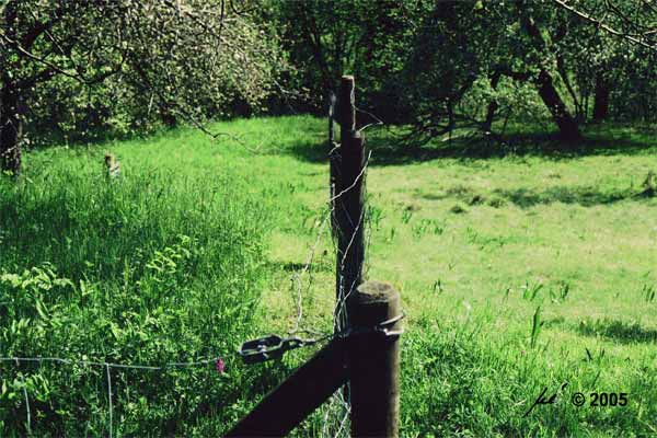 Beweidung der seitlich gelegenen Wiese vor 2005 und vor dem 15. Juli