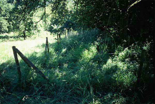 Intensit�t und Lage deuten auf Weidetiere