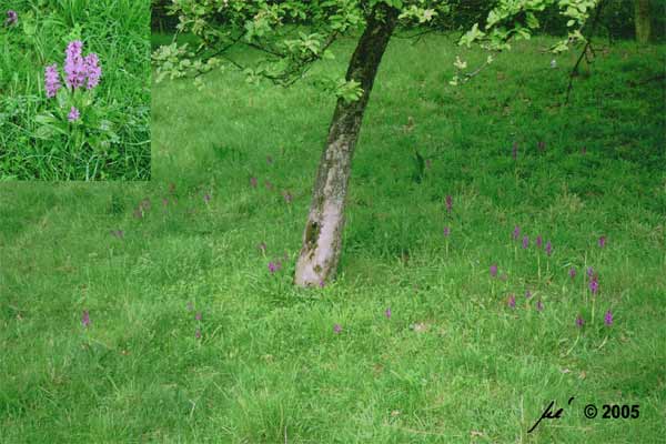 Orchideen unter einem Apfelbaum