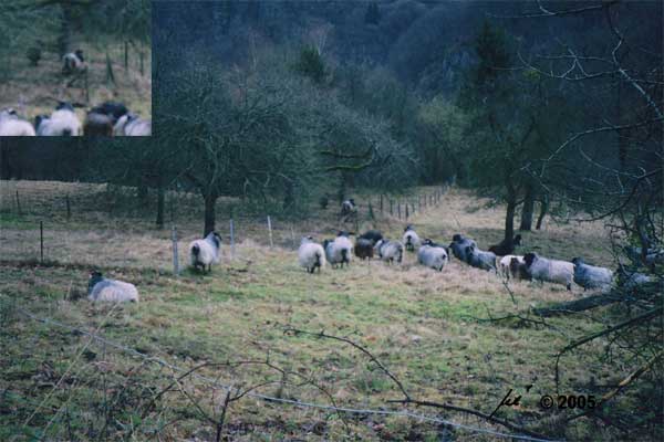einzelne Schafe auf der Akeleiwiese