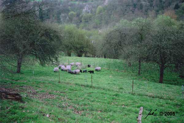 Beweidung vor dem 15. Juli