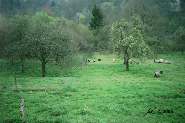 erneute Beweidung vor dem 15. Juli