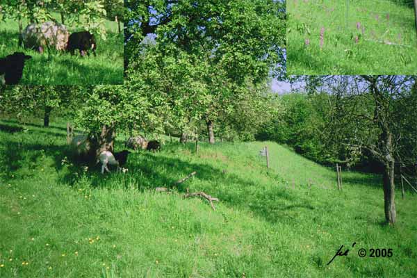 Beweidung w�hrend der Orchideenbl�te