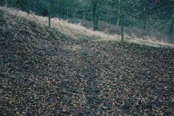 eingelaufene Spur von bzw. zum Schlupfloch