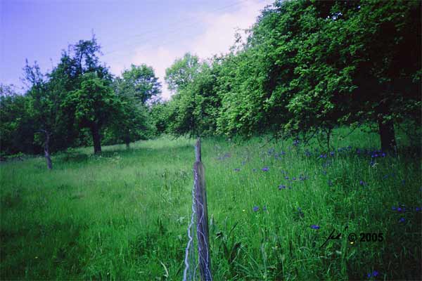 Vergleich der Akeleiwiese mit der beweideten Wiese
